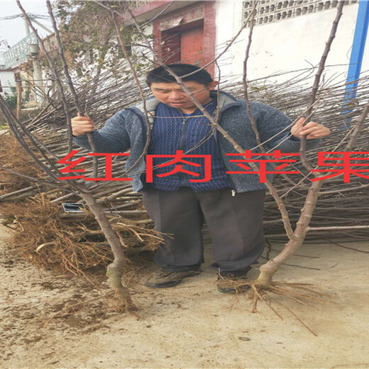 广东深圳卖的嫁接梨树多少钱、新品种嫁接梨树苗怎么批发