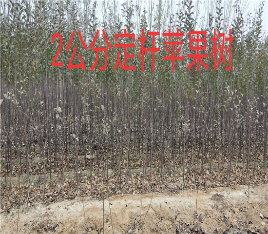 甘肃天水无花果树多少钱？挂果无花果树苗品种介绍