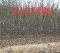 重庆板栗树基地能卖多少钱-果树批发