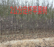 甘肃张掖卖的5年蓝莓苗多少钱_果树苗育苗基地图片1