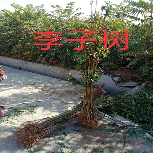 广西桂林组培蓝莓苗能卖多少钱-果树批发