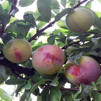 江西上饶新品种梨树卖才多少钱一株