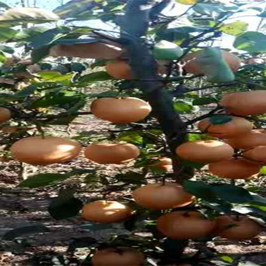 新疆哈密卖的秋月梨树多少钱、新品种秋月梨树苗怎么批发
