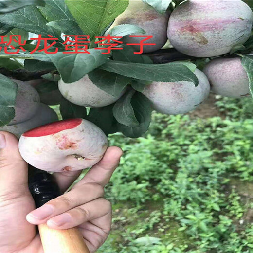 青海海东卖的2年无花果树多少钱_3年无花果树批发价