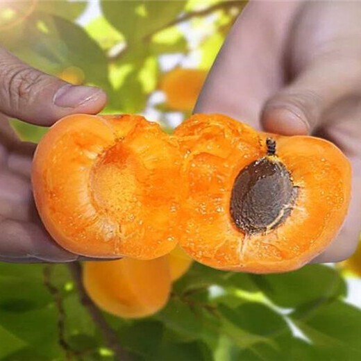 新疆吐鲁番杏树批发价格、新品种杏树育苗基地