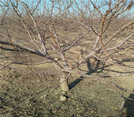 江苏苏州卖的秋月梨树多少钱、新品种秋月梨树苗怎么批发