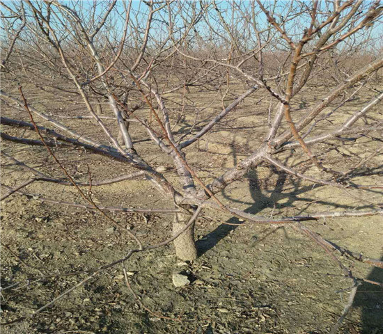 四川攀枝花卖的蓝莓苗多少钱_果树苗育苗基地