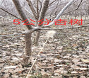 河南郑州柿子树基地能卖多少钱-果树批发