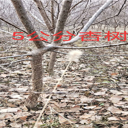 浙江温州枣树基地能卖多少钱-果树批发