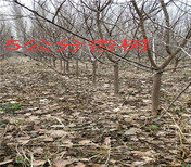 四川泸州卖的5年蓝莓苗多少钱_果树苗育苗基地图片4