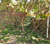 湖南永州3年蓝莓苗能卖多少钱-果树批发图片0