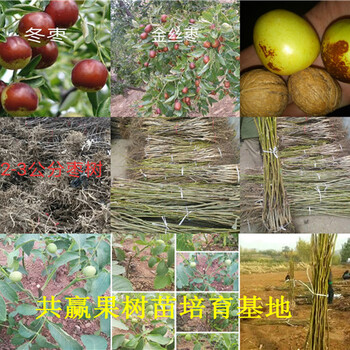 脱毒草莓种苗育苗基地、重庆江北草莓苗哪里有卖