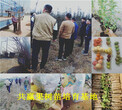 天津南开新品种草莓苗价格、大棚草莓苗卖多少钱一棵图片