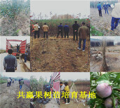 广东茂名草莓苗基地能卖多少钱-妙香草莓苗批发图片2