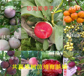 广东茂名草莓苗基地能卖多少钱-妙香草莓苗批发图片3