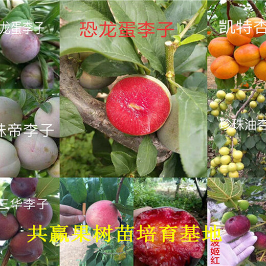 草莓苗基地、江西吉安卖的脱毒草莓种苗多少钱一株