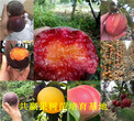 草莓苗育苗基地、上海徐汇草莓苗哪里有卖图片