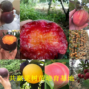 草莓苗基地、重庆武隆卖的露天草莓苗多少钱一株