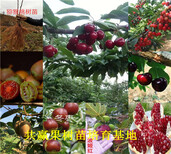 天津开发区新品种草莓苗价格、章姬草莓苗卖多少钱一棵图片4