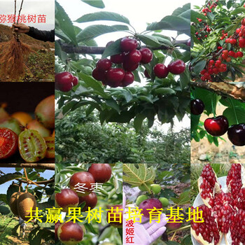 草莓苗基地、广西桂林卖的红颜草莓苗多少钱一株