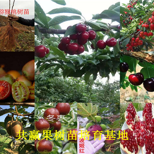 脱毒草莓种苗育苗基地、广东肇庆草莓苗哪里有卖