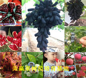 江西九江草莓苗基地能卖多少钱-脱毒草莓种苗批发图片0