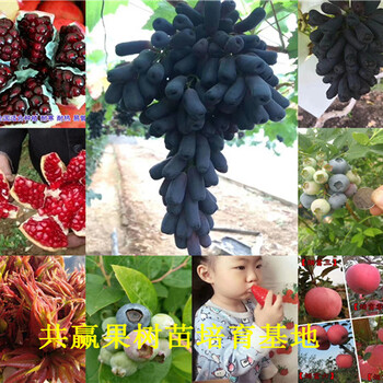 北京石景山露天草莓苗基地才卖多少钱-草莓苗批发