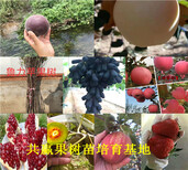 内蒙古赤峰草莓苗基地能卖多少钱-草莓苗批发图片4