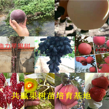 章姬草莓苗价格_重庆巴南哪里有草莓苗卖