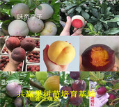 江西九江草莓苗基地能卖多少钱-脱毒草莓种苗批发图片2