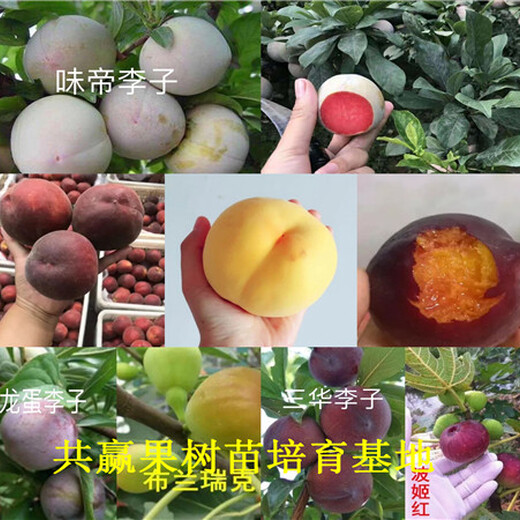 江苏南京新品种草莓苗价格、章姬草莓苗卖多少钱一棵