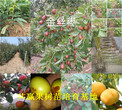 云南保山新品种草莓苗价格、草莓苗卖多少钱一棵图片