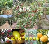 章姬草莓苗价格_北京北京周边哪里有草莓苗卖图片3
