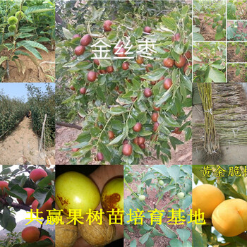 北京密云草莓苗基地能卖多少钱-白草莓苗批发