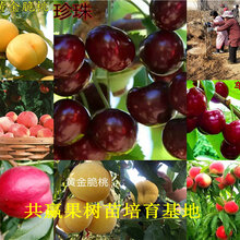 湖北咸宁露天草莓苗基地才卖多少钱-草莓苗批发图片