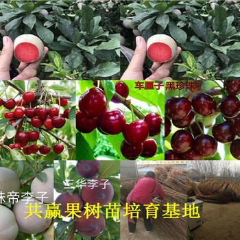 新疆阿泰勒甜宝草莓苗基地才卖多少钱-草莓苗批发
