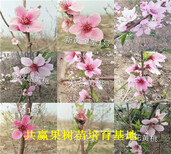 露天草莓苗价格_北京石景山哪里有草莓苗卖图片0