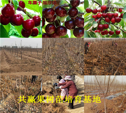 红颜草莓苗育苗基地、江苏南京草莓苗哪里有卖