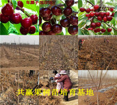 陕西汉中章姬草莓苗基地才卖多少钱-草莓苗批发图片2