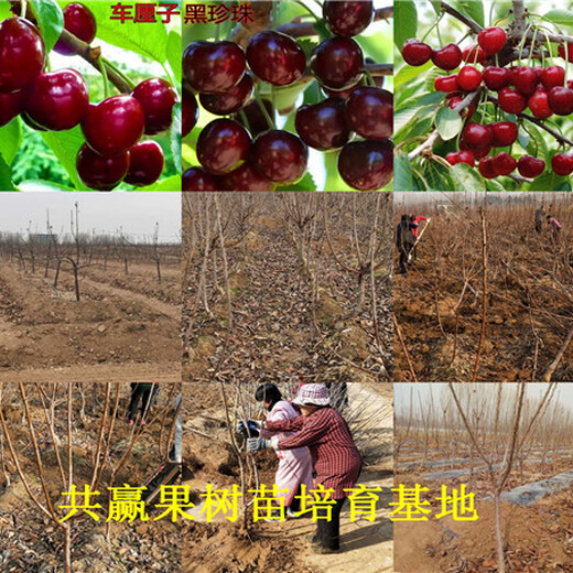 江西新余新品种草莓苗价格、红颜草莓苗卖多少钱一棵