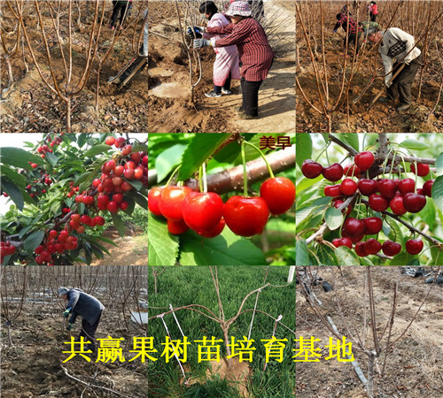 天津开发区新品种草莓苗价格、章姬草莓苗卖多少钱一棵