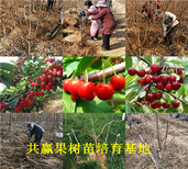 重庆高新区草莓苗基地能卖多少钱-章姬草莓苗批发图片0
