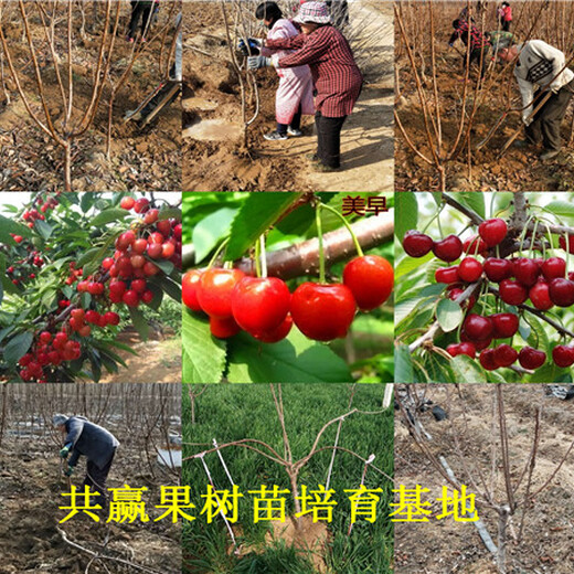 北京宣武新品种草莓苗价格、草莓苗卖多少钱一棵