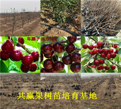 陕西汉中章姬草莓苗基地才卖多少钱-草莓苗批发图片4