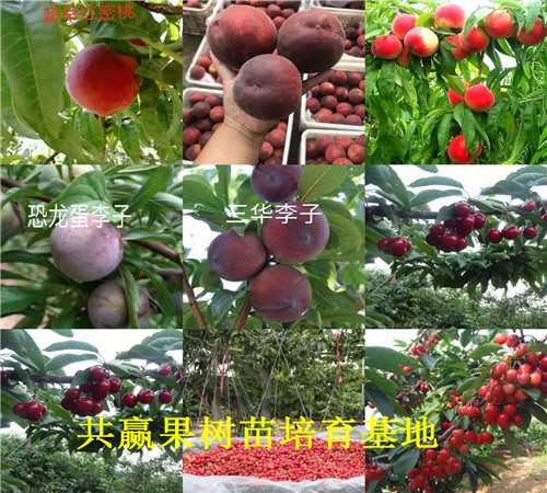 重庆高新区草莓苗基地能卖多少钱-章姬草莓苗批发