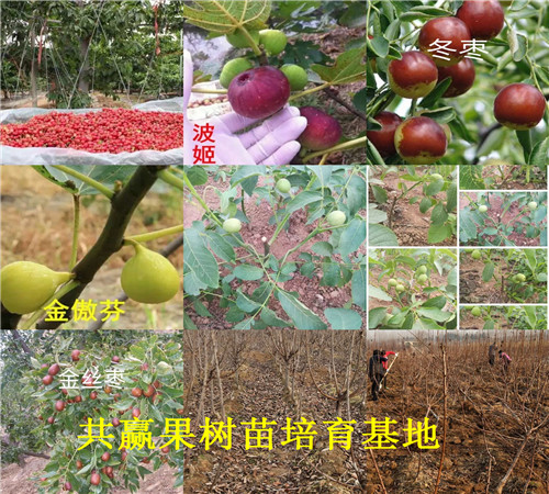 云南玉溪新品种草莓苗价格、脱毒草莓种苗卖多少钱一棵
