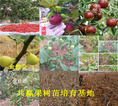 重庆高新区草莓苗基地能卖多少钱-章姬草莓苗批发图片4