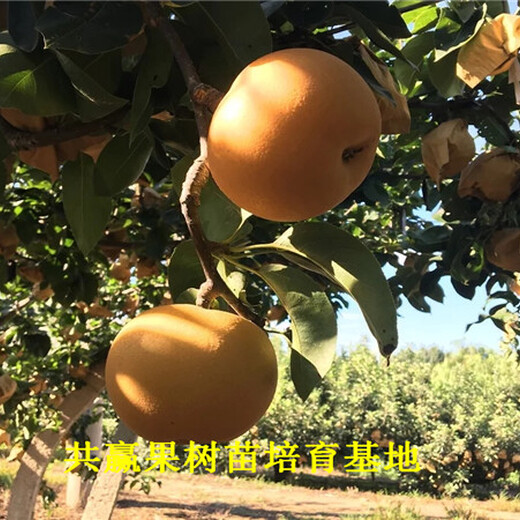 上海嘉定秋月梨树近期批发价格_秋月梨树育苗基地