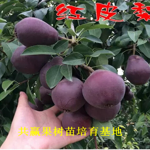 新疆塔城晚秋梨树近期批发价格_晚秋梨树育苗基地