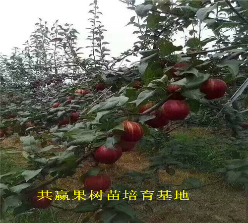 广东潮秋月梨树近期批发价格_秋月梨树育苗基地